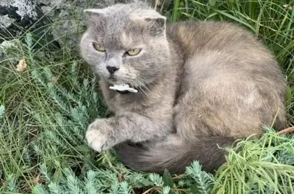 Кошка найдена: Союзная ул., Брянск