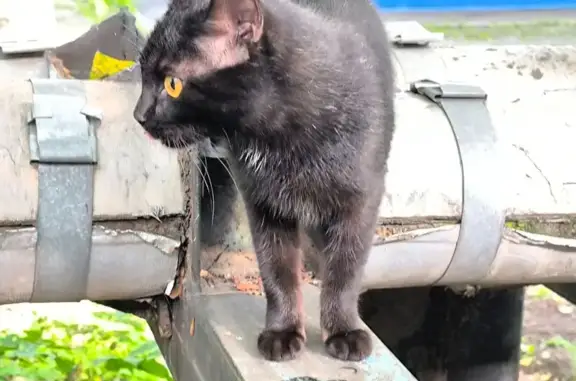 Найдена чёрная кошка, ул. Ленина, 3 - photo