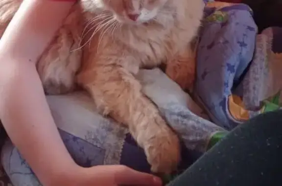 Кошки потеряшки, Ульяновск, фото: Потеряшка кошка, ул. Врача Михайлова, 49