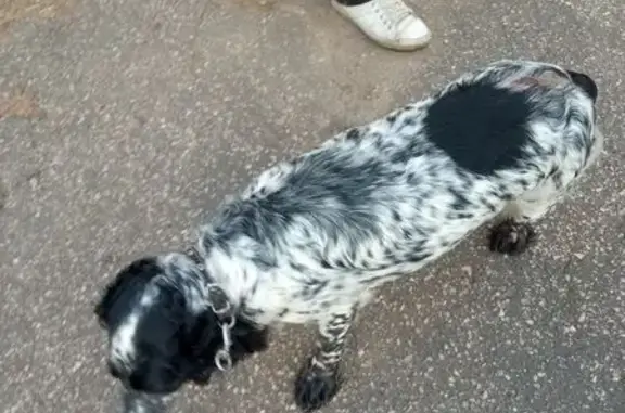 Найдена собака, Новый Посад, фото: Найдена собака в районе Суханиха, Новый