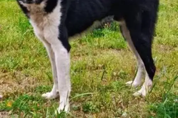 Собака найдена в Стяжном, Брянская обл.