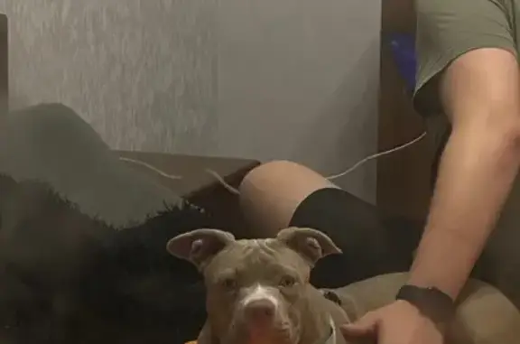 Найденные животные Тула, фото: Собака найдена: Арсенальная ул., 20, Тула