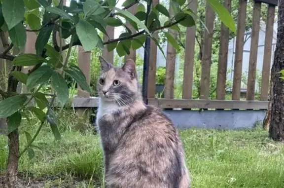 Кошки потеряшки, Сертоловское городское поселение, фото: Потеряшка кошка, Сертолово, 1 линия