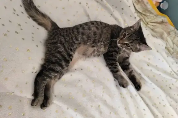 Найдена кошка, Нижний Новгород, фото: Кошка найдена, Зайцева 23, Н. Новгород