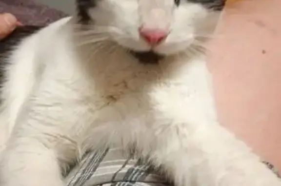 Кошка найдена, Авангардная ул. 27, СПб