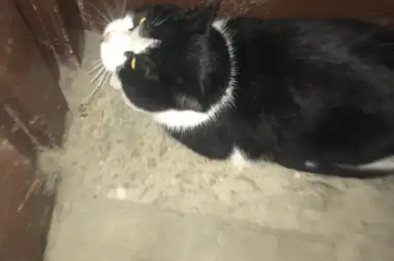 Кошка найдена, Юбилейная ул., Верхняя Пышма