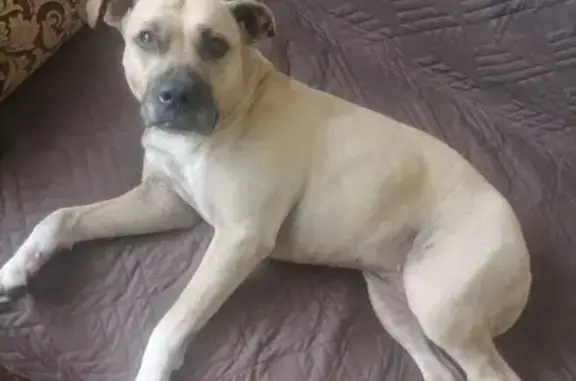 Найдена собака, Кемерово, фото: Найдена собака, Кузнецкий пр., Кемерово