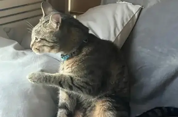 Пропала кошка, Ласанен, Карелия