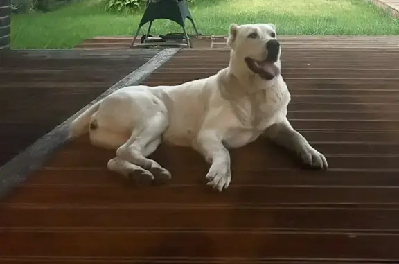 Собаки потеряшки, Казань, фото: Потеряшка собака, ул. Восход 32А, Казань