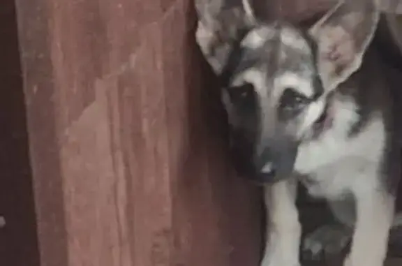 Собаки потеряшки, Энгельс, фото: Потеряшка щенок, 3-й Полярный, Энгельс