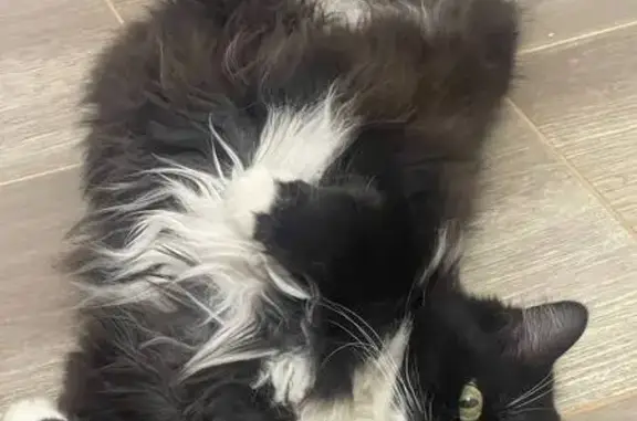 Кошки потеряшки, Ивановская область, фото: Потеряшка кошка, Коляновское с/п, Иваново