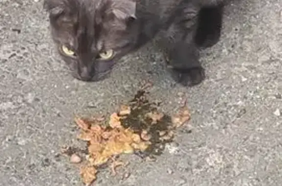 Кошка найдена: Спортивная ул., 10, Белгород