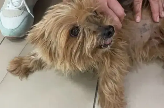 Найдена собака, Ростов-на-Дону, фото: Собака найдена: Буйнакская ул., 5, Ростов-на-Дону