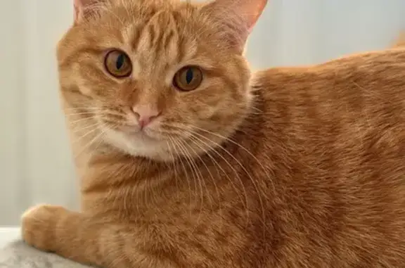 Кошки потеряшки, Брест, фото: Потеряшка рыжая кошка, Пугачёвская, Брест