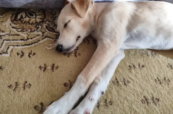 Найдена собака, Танковая ул., Казань