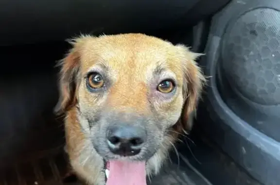 Собака найдена: ул. Димитрова, СПб