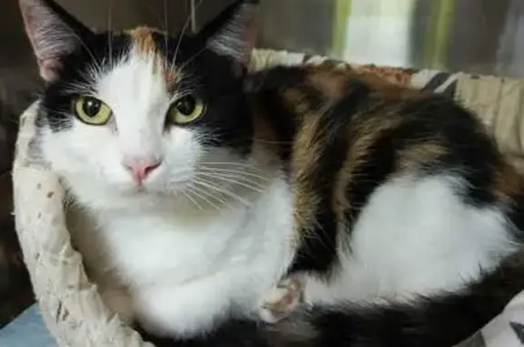 Найдена кошка, Екатеринбург, фото: Трёхцветная кошка найдена на Чкалова, 252