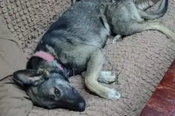 Собаки потеряшки, , фото: Потеряшка собака, 4-й Линейный пр., 218