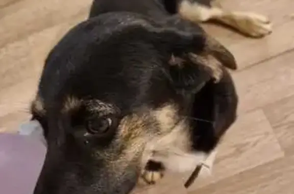 Найдена собака, Новосибирск, фото: Найдена собака на ул. Лазо, Новосибирск