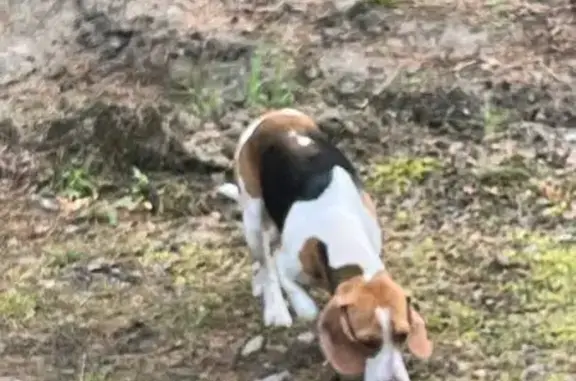 Найдена собака, Тюмень, фото: Бигль найден в Малый Тараскуль, Тюмень