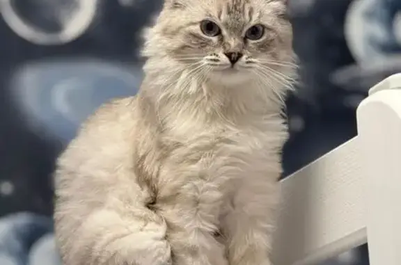 Пропала кошка, Шапкинское с/п, Ленобласть