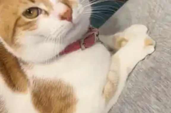 Пропала кошка, пр. Острякова 118, Севастополь