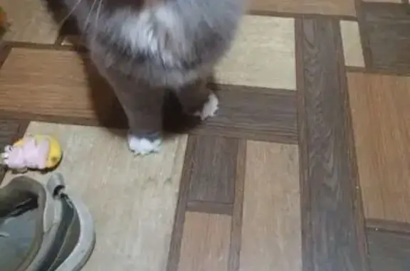 Найденные животные Улан-Удэ, фото: Кошка найдена, Краснофлотская 12, Улан-Удэ