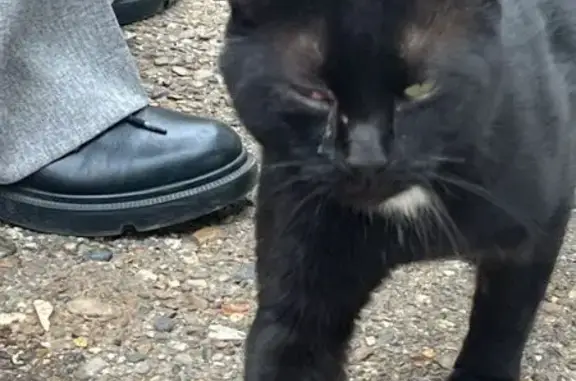 Найдена кошка, Набережные Челны, фото: Кошка найдена: 18/37А, Набережные Челны