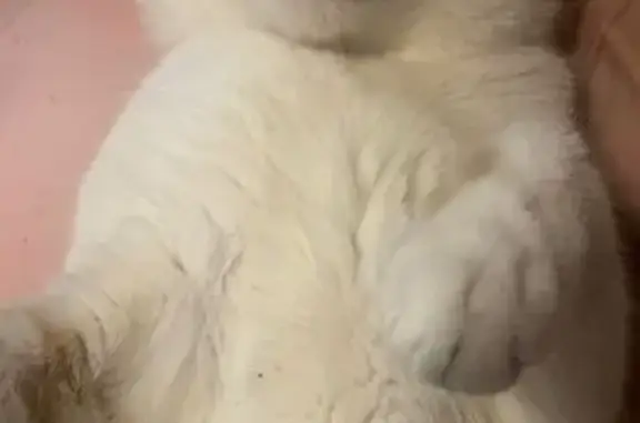 Найдена кошка, Севастополь, фото: Пропал кот, Севастополь