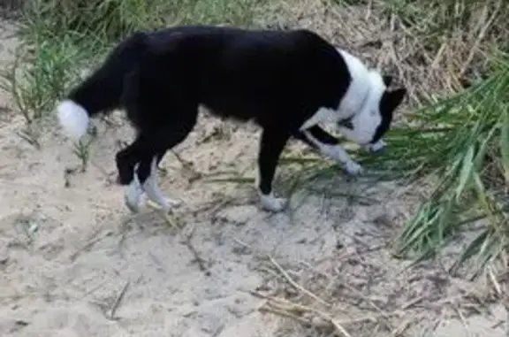 Найдена собака, Обшиярское, фото: Лайка найдена у озера Мушан-ер, Илеть.