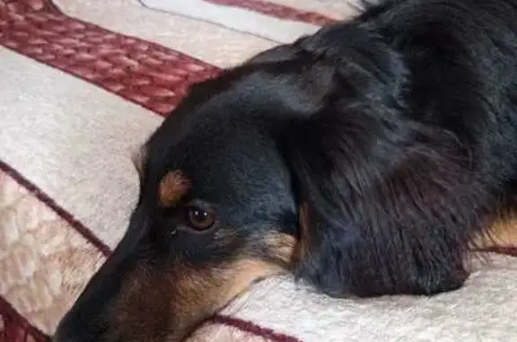 Найдена собака, , фото: Такса найдена: Ермолинское, 49А-04