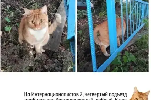 Найдена кошка, Томск, фото: Кот найден на Интернационалистов 2, Томск