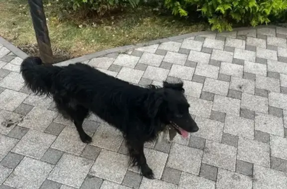 Собака найдена на ул. Подвойского, Ростов-на-Дону