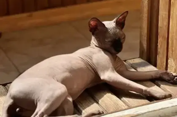 Объявления о пропавших и найденных животных, Балашов, фото: Пропала кошка, Спортивная ул. 11, Балашов