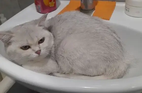 Найдена кошка, Минск, фото: Кошка найдена, Домашевская ул., Минск