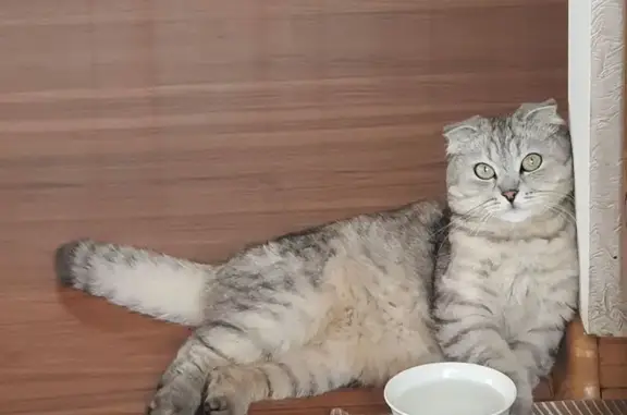 Кошки потеряшки, , фото: Потеряшка кошка в Октябрьском, Башкортостан