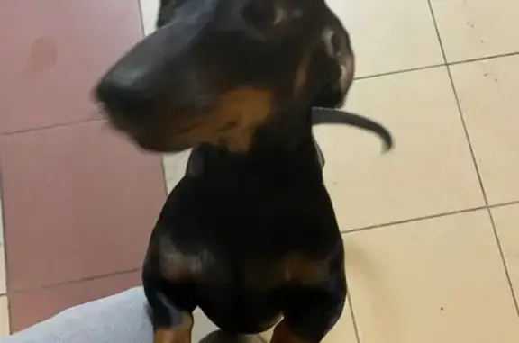 Собака найдена: Автомобильная 24, Калининград