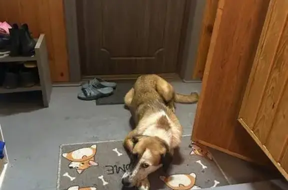 Найдена собака, Волоколамск, фото: Собака найдена: Заводская ул., МО