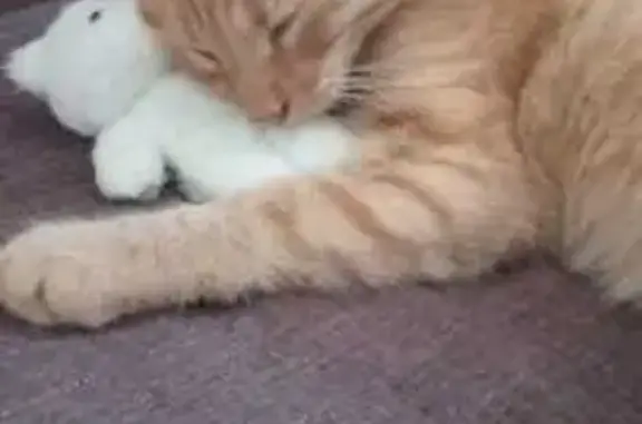 Пропала кошка, ул. Крупской, Керчь