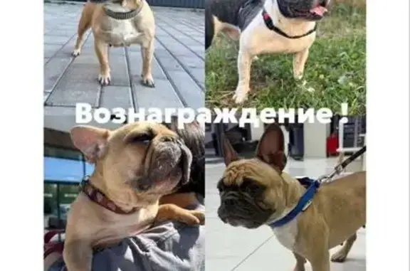 Пропала собака, Средние Чубурки, КК