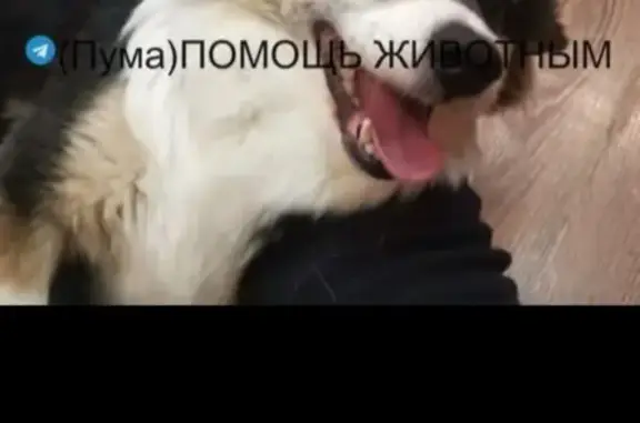 Собаки потеряшки, Белгородская область, фото: Потеряшка собака Кнопочка, Шебекино, Белгород.