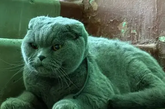 Найдена кошка у ул. Козлова, СПб