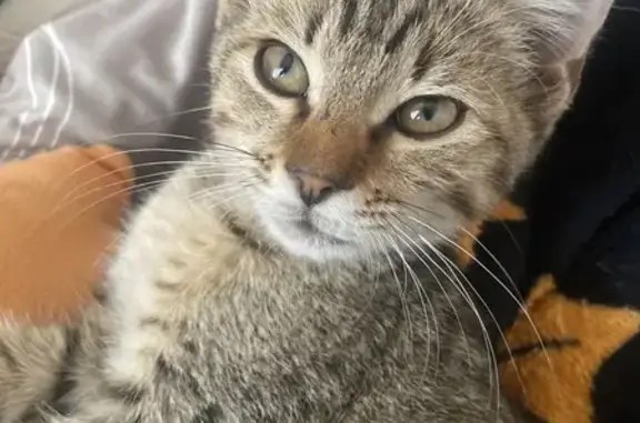 Котенок найден на Черкасской 60/1, Краснодар