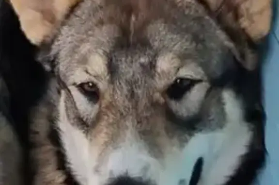 Пропала собака, Октябрьский с/с, Липецк