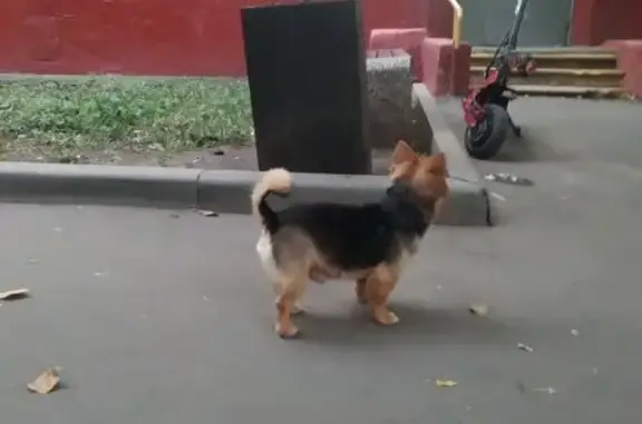 Собака найдена, Окская ул. 32, Москва