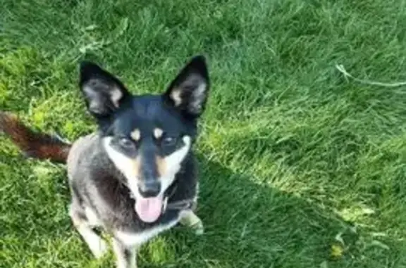 Пропала собака, ул. Кашира, 59А, Вельдеманово