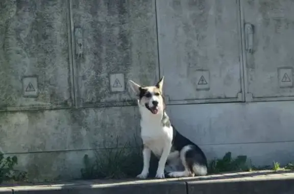 Найдена собака, Калининград, фото: Собака найдена на Левитана 22, Калининград