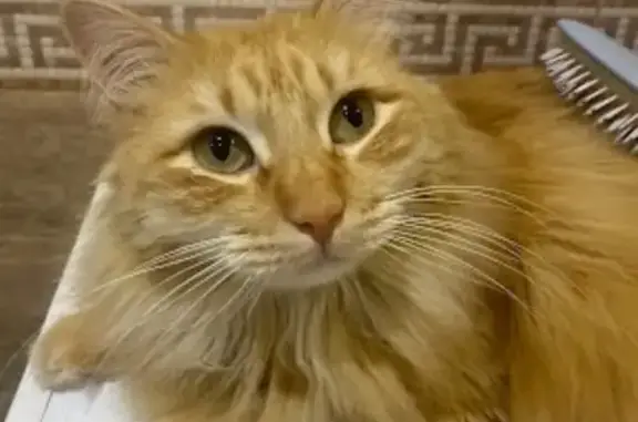 Пропала кошка, ул. Захарова 5, Владивосток