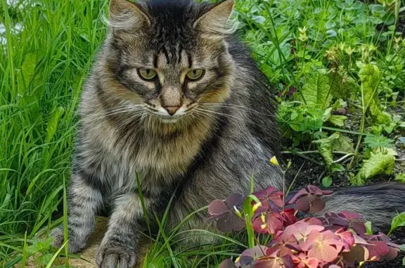 Кошки потеряшки, Новопетровское, фото: Потеряшка кошка, Нудольское шоссе, 4