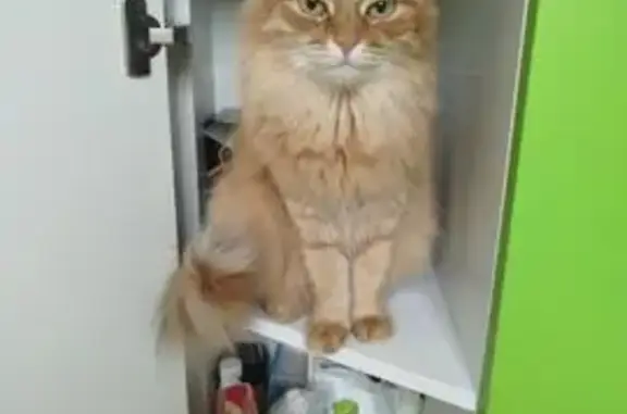 Кошки потеряшки, Череповец, фото: Потеряшка рыжая кошка, ул. Химиков, Череповец